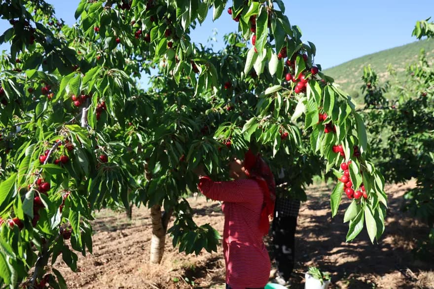 Saimbeyli Dalbastı Kirazı: Tarlada Düşen Fiyatlar, Marketlerde Yükseliyor — görsel 2