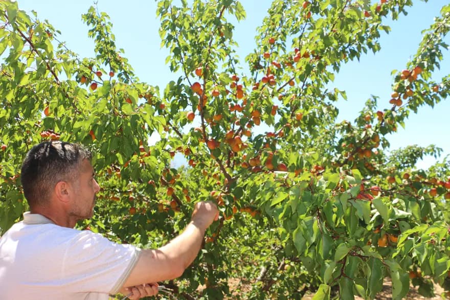 Isparta'da Kayısı Hasadı Başladı: Kilosu 40 TL, 20 Bin Ton Bekleniyor — görsel 2