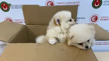 Kapıkule'de Yasa Dışı Hayvan Kaçakçılığı: 472 Bin Lira Değerinde Köpekler