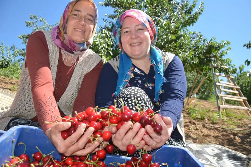 Demirci'de Kiraz Hasadı: 90 Liraya Kadar Alıcı Buluyor