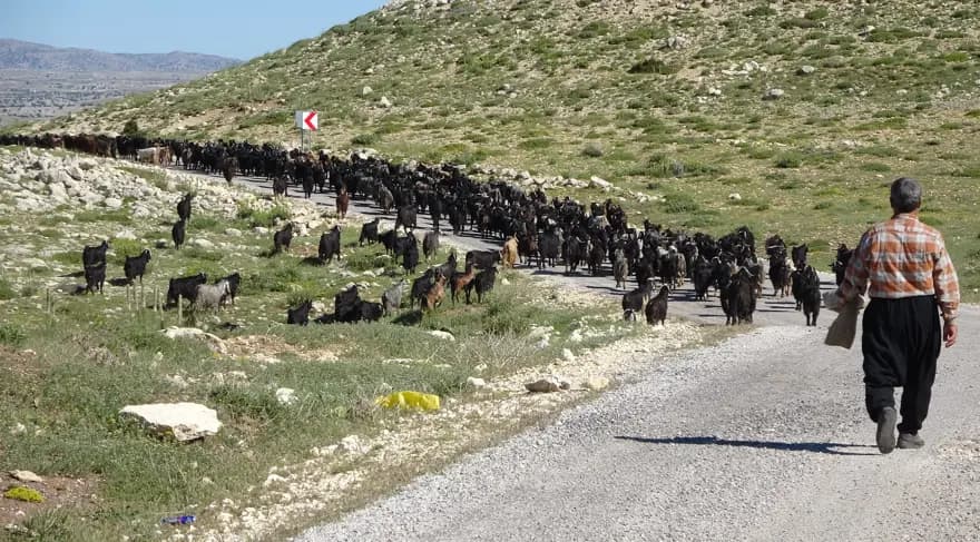 Toroslar'da Yörüklerin Keçi Mesaisi Başladı: 800 Bin Keçi