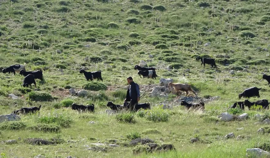 Toroslar'da Yörüklerin Keçi Mesaisi Başladı: 800 Bin Keçi — görsel 2