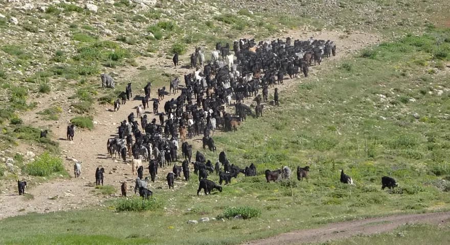 Toroslar'da Yörüklerin Keçi Mesaisi Başladı: 800 Bin Keçi — görsel 3