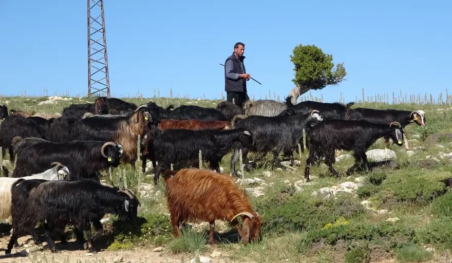 Toroslar'da Yörüklerin Keçi Mesaisi Başladı: 800 Bin Keçi — görsel 4