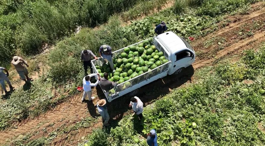 Yazın Ferahlatıcısı Karpuzda Hasat Zamanı: İyi Karpuz Nasıl Seçilir? — görsel 2