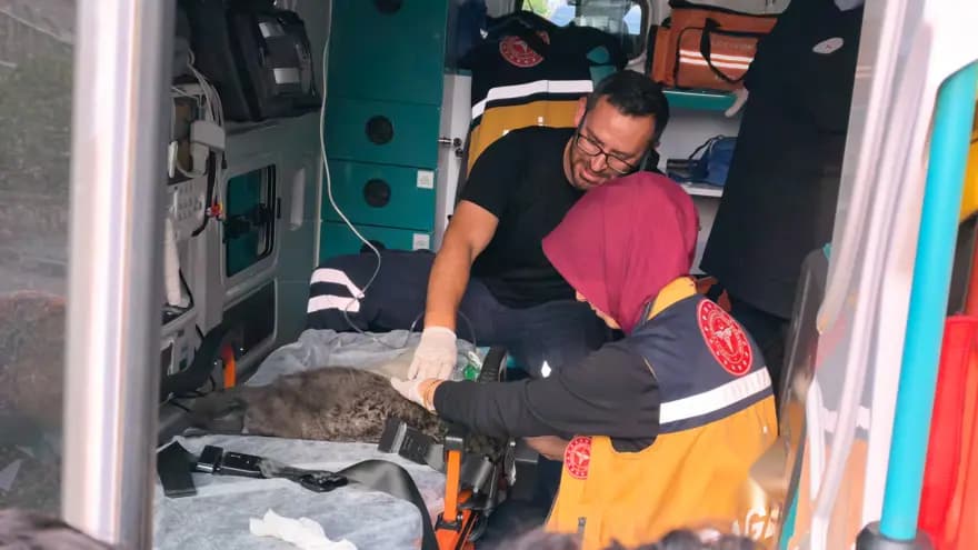 Bursa'da Yangında Dumandan Etkilenen Kediler Kurtarıldı