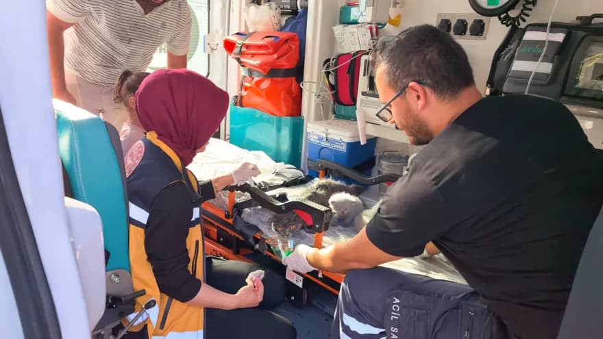 Bursa'da Yangında Dumandan Etkilenen Kediler Kurtarıldı — görsel 2