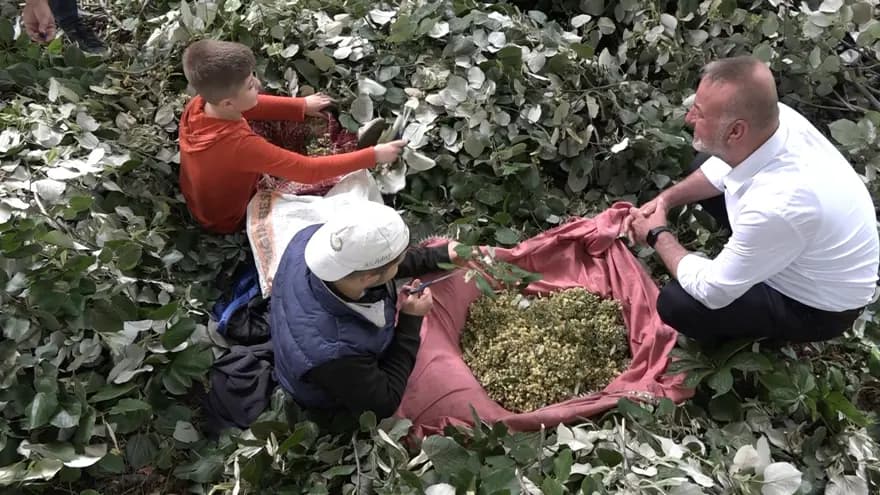 Bursa'da Ihlamur Hasadı: Kilosu 3 Bin TL'ye Ulaşıyor — görsel 5