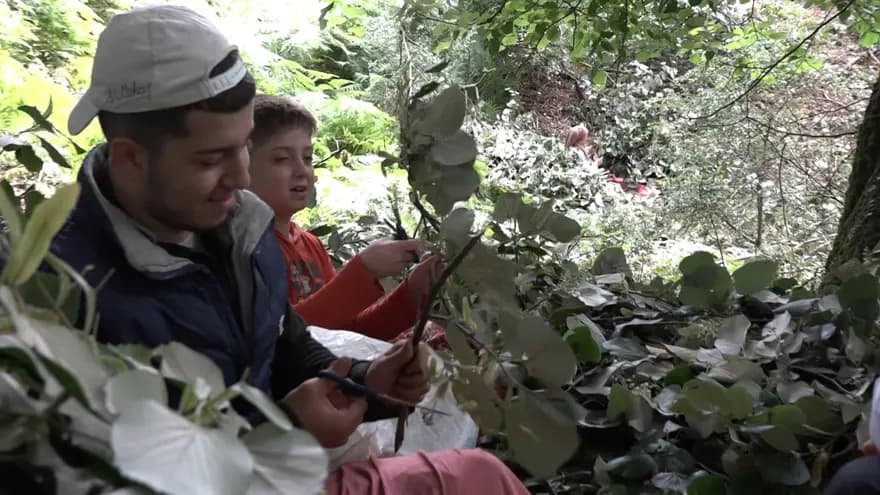 Bursa'da Ihlamur Hasadı: Kilosu 3 Bin TL'ye Ulaşıyor — görsel 6
