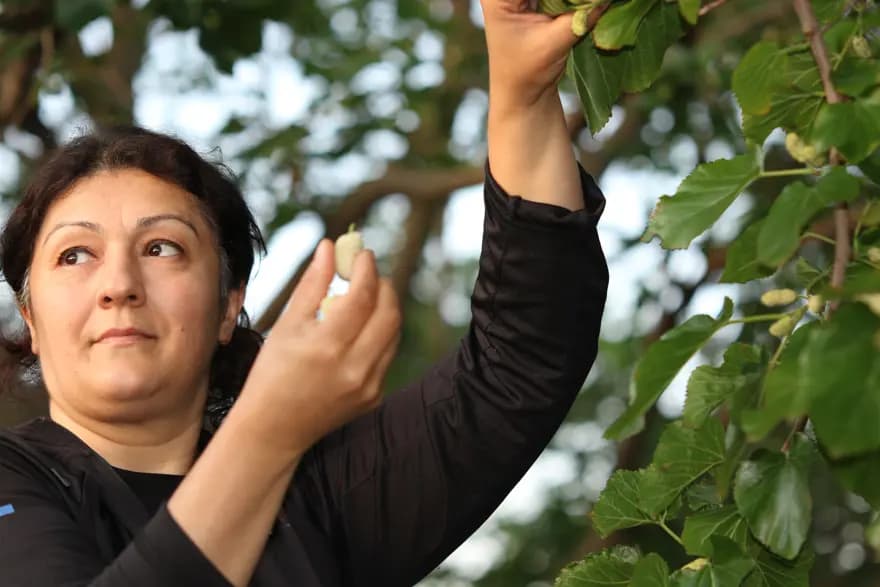 Ayaş Dutunda Hasat Zamanı: Kilosu 50 TL, Geleneksel Üretim — görsel 6