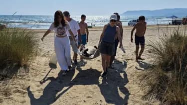 İzmir ve Aydın'da 3 Caretta Caretta'nın Ölümü Üzerine İnceleme
