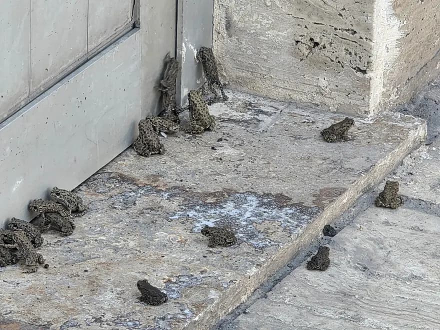 Yağmurun Ardından Sivas'ta Yavru Kurbağa Sürüsü Ortaya Çıktı