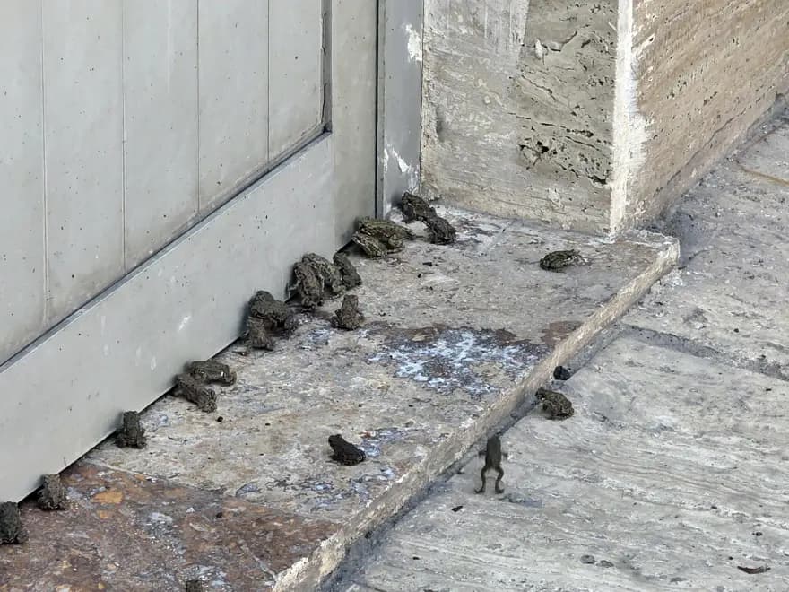 Yağmurun Ardından Sivas'ta Yavru Kurbağa Sürüsü Ortaya Çıktı — görsel 2