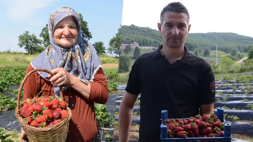 Bilecik'te Hobi Olarak Başlayan Çilek Üretimi 21 Katına Çıktı