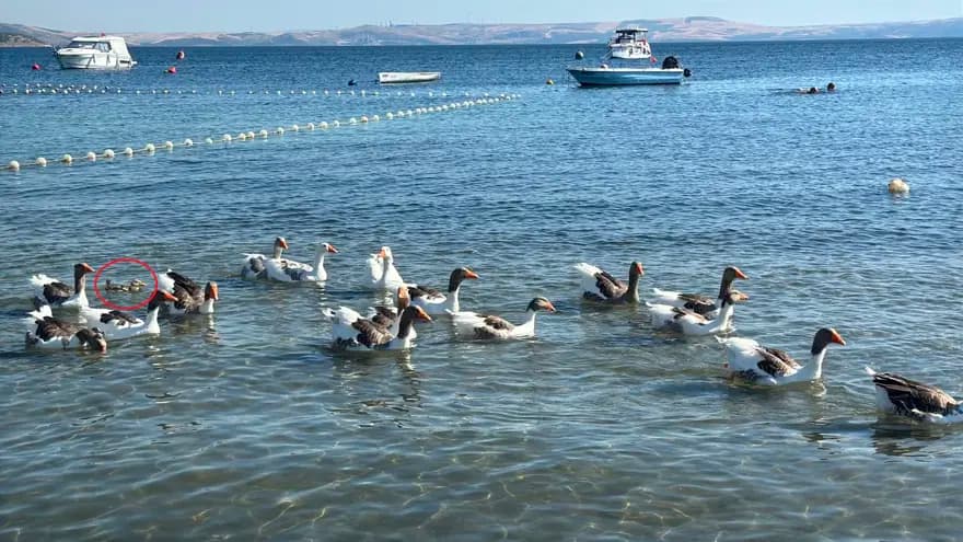 Erdek'te Kazlar ve Ördek Yavrusu Tatilcilerin Gözdesi Oldu