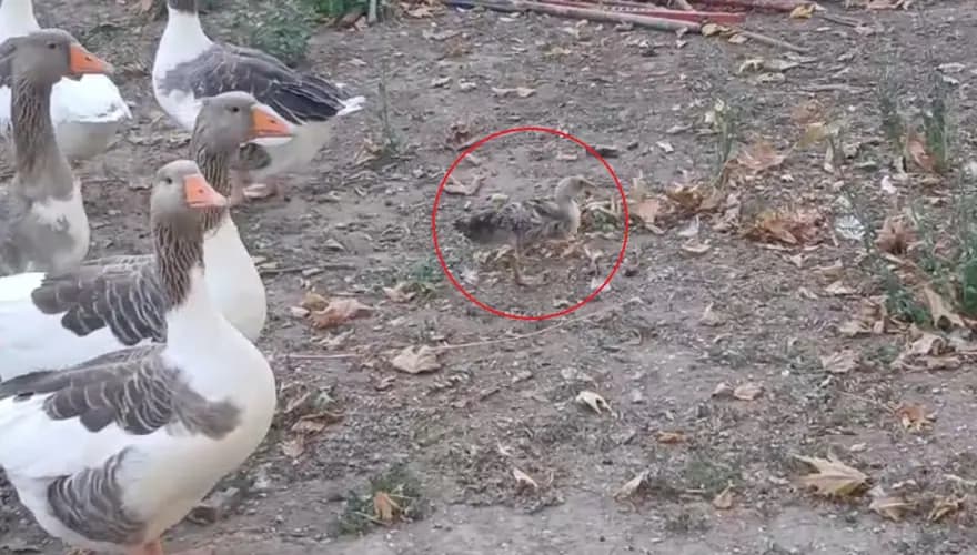 Erdek'te Kazlar ve Ördek Yavrusu Tatilcilerin Gözdesi Oldu — görsel 2