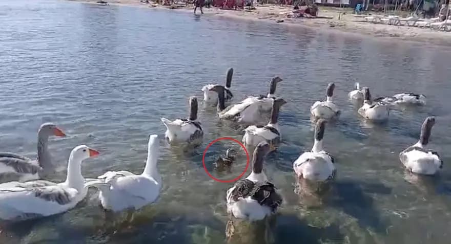 Erdek'te Kazlar ve Ördek Yavrusu Tatilcilerin Gözdesi Oldu — görsel 3