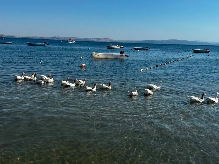 Erdek'te Kazlar ve Ördek Yavrusu Tatilcilerin Gözdesi Oldu — görsel 4