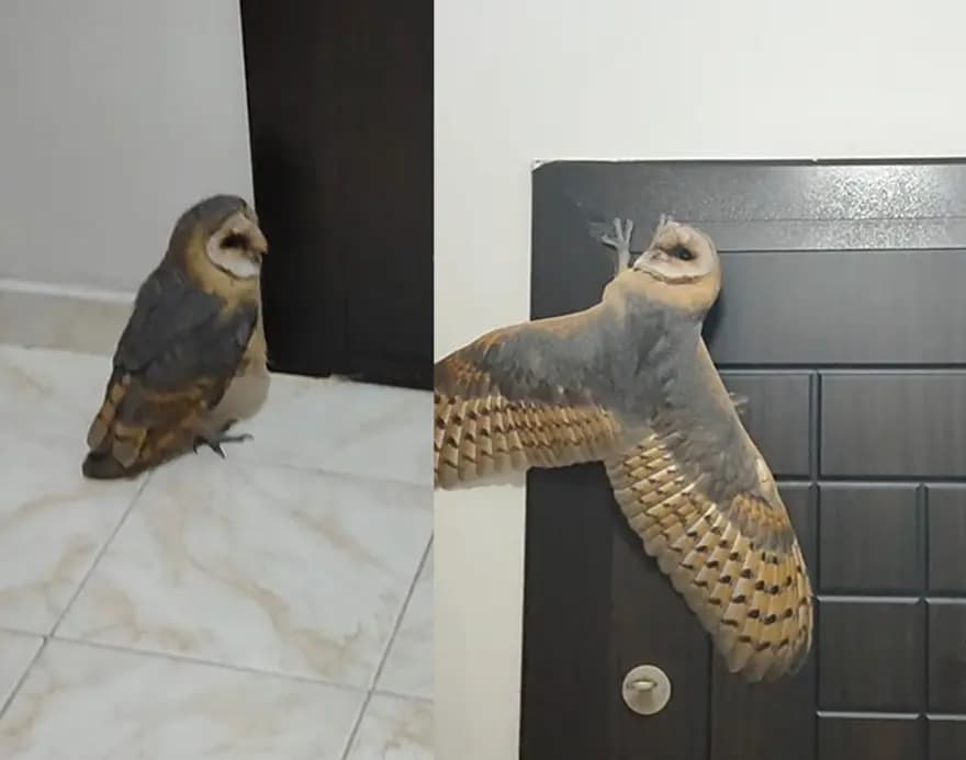 Hırsız sandığı baykuş ev sahibini şaşırttı — görsel 2