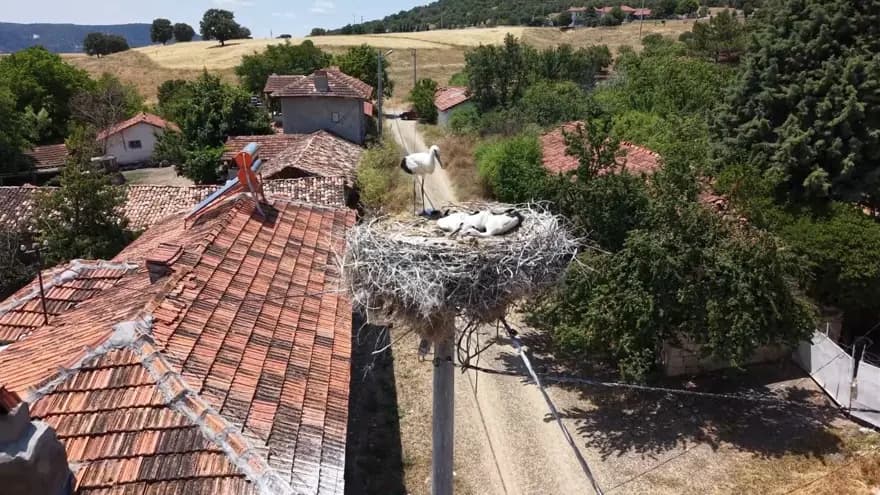 Sofça Köyü'nde Leylek Geleneği: Her Bahar Aynı Yuvaya Dönüş