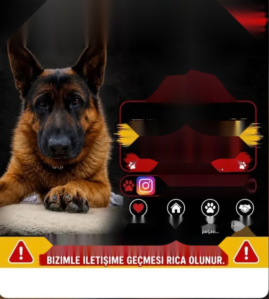 25 Gündür Kayıp Olan Köpek İçin 100 Bin Lira Ödül İlan Edildi — görsel 2