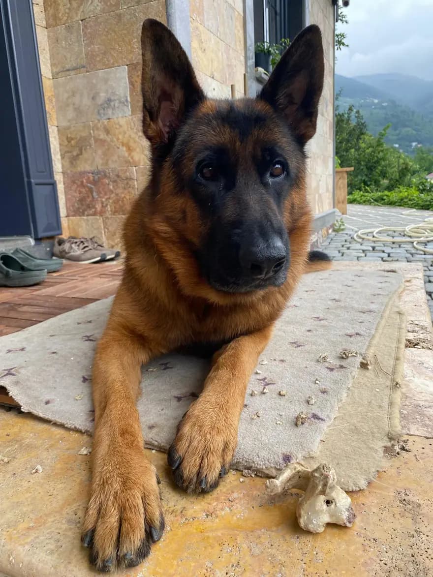 25 Gündür Kayıp Olan Köpek İçin 100 Bin Lira Ödül İlan Edildi — görsel 3