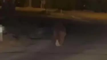 Balkonda Uyuyan Adamı Öldüren Ayı Vurularak Etkisiz Hale Getirildi