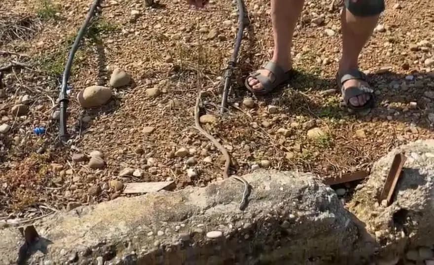 Yılanı öldürdüm diyerek ceza alan adam pişman oldu — görsel 2