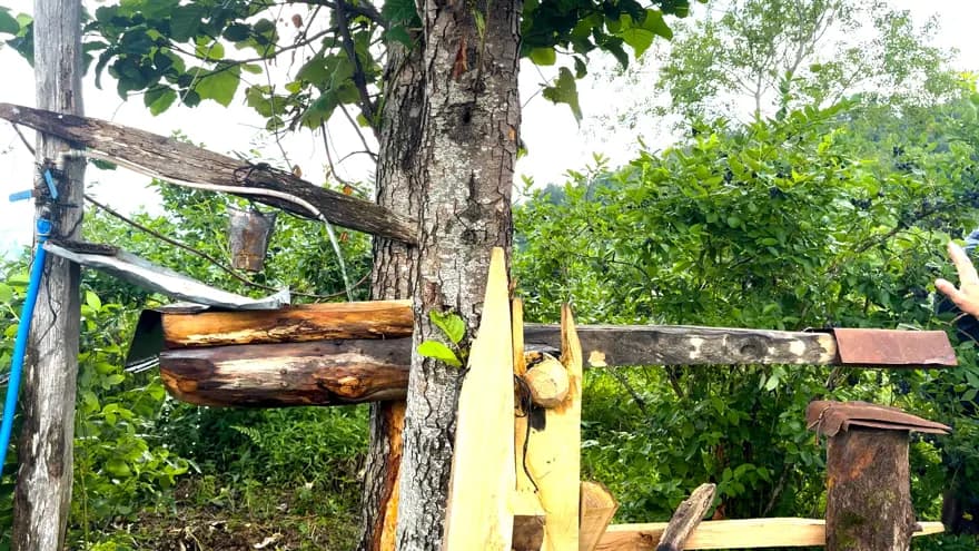 Rize'de Ayılar Yaban Mersini Bahçelerine Saldırıyor!