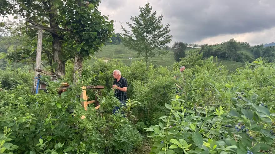 Rize'de Ayılar Yaban Mersini Bahçelerine Saldırıyor! — görsel 2