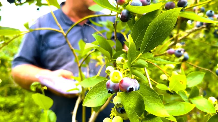 Rize'de Ayılar Yaban Mersini Bahçelerine Saldırıyor! — görsel 3