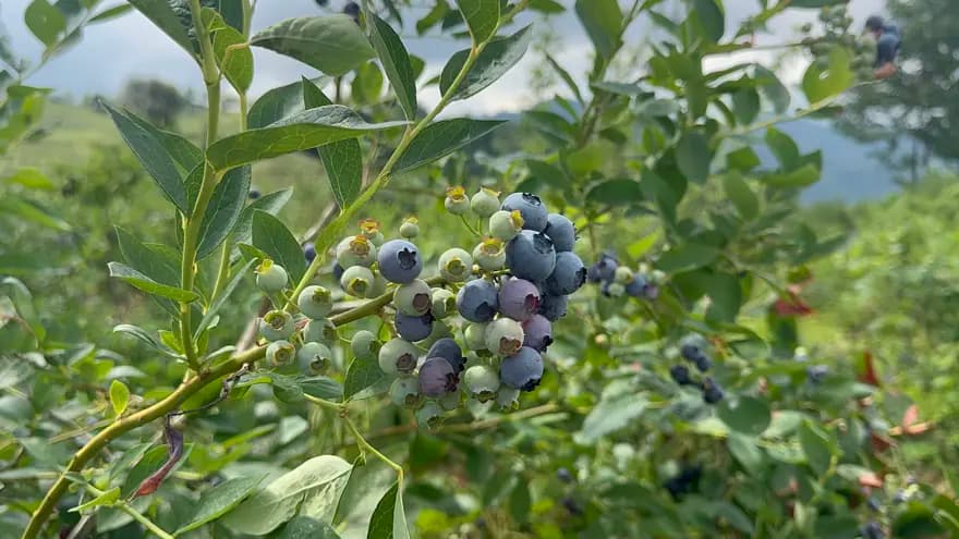 Rize'de Ayılar Yaban Mersini Bahçelerine Saldırıyor! — görsel 4