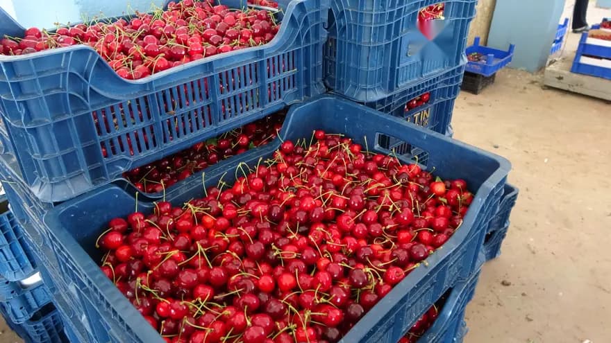 Gölpazarı'nda Napolyon Kirazı Fiyatları Uçuşa Geçti