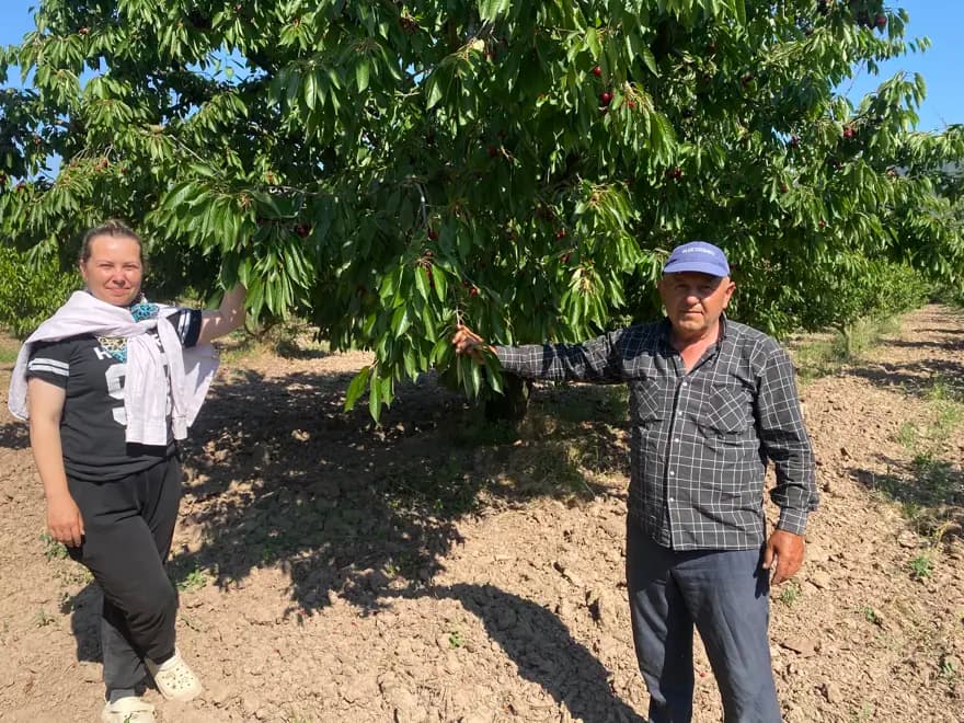 Gölpazarı'nda Napolyon Kirazı Fiyatları Uçuşa Geçti — görsel 2