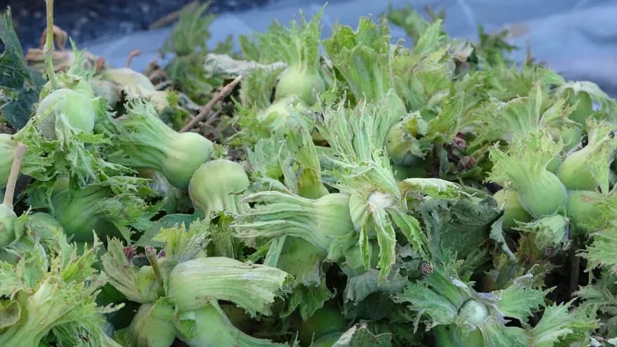 Fındık Hasadı Başladı: Kilosu 200 TL'den Satışta