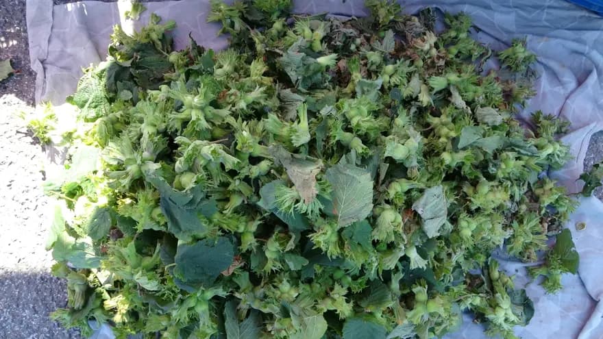 Fındık Hasadı Başladı: Kilosu 200 TL'den Satışta — görsel 2