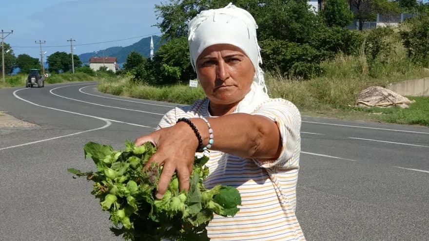 Fındık Hasadı Başladı: Kilosu 200 TL'den Satışta — görsel 3