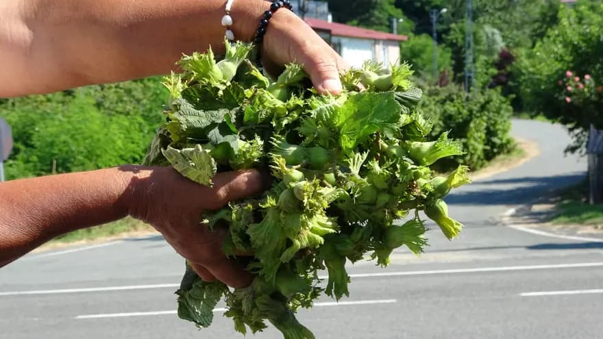 Fındık Hasadı Başladı: Kilosu 200 TL'den Satışta — görsel 4