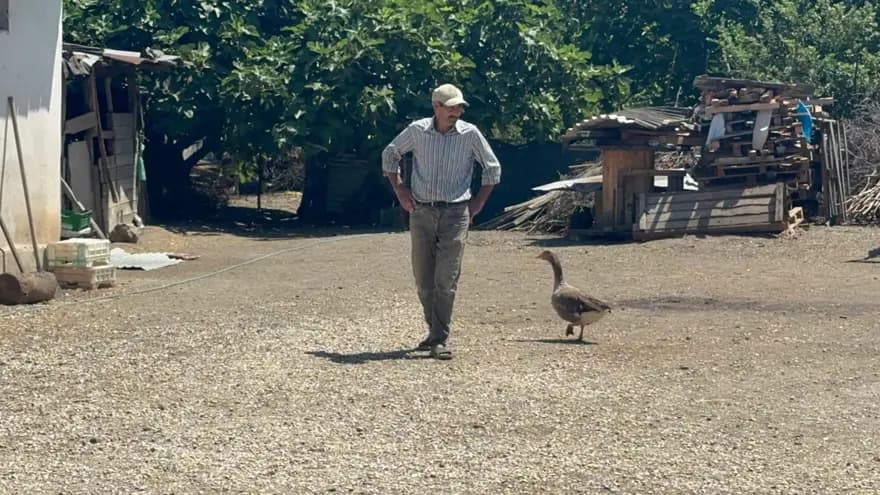 Zeytinyağıyla Hayata Döndü: Kaz ve Sahibinin Dostluğu