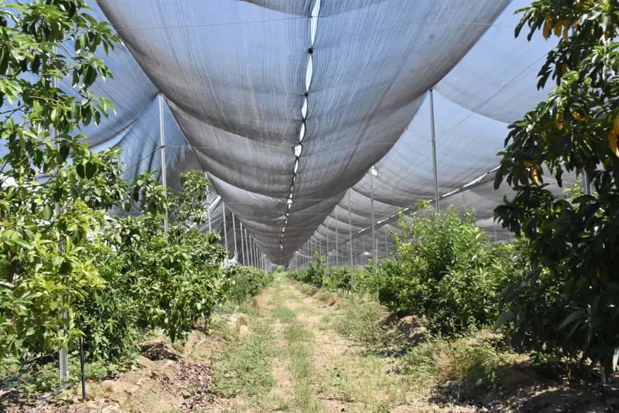 Aydın'da Telli Terbiye ile Tropikal Meyve Üretimi Avrupa'ya Açıldı — görsel 2