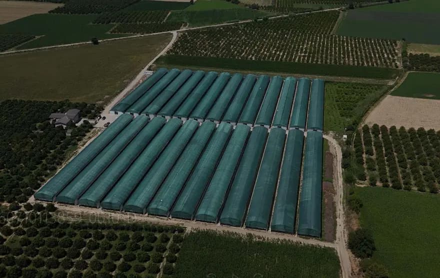 Aydın'da Telli Terbiye ile Tropikal Meyve Üretimi Avrupa'ya Açıldı — görsel 3