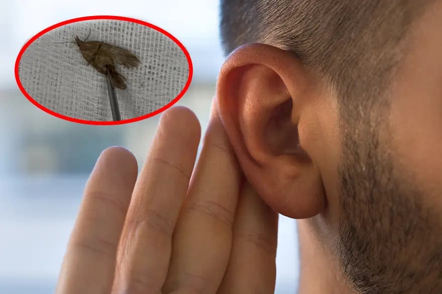 Kulağında Kelebek Bulunan Adam Şaşkınlık Yarattı