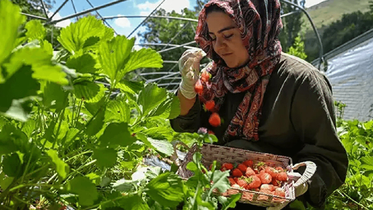 Vanlı Kadın Çilek Üretiminde Öncü: Yılda 2 Ton Üretiyor