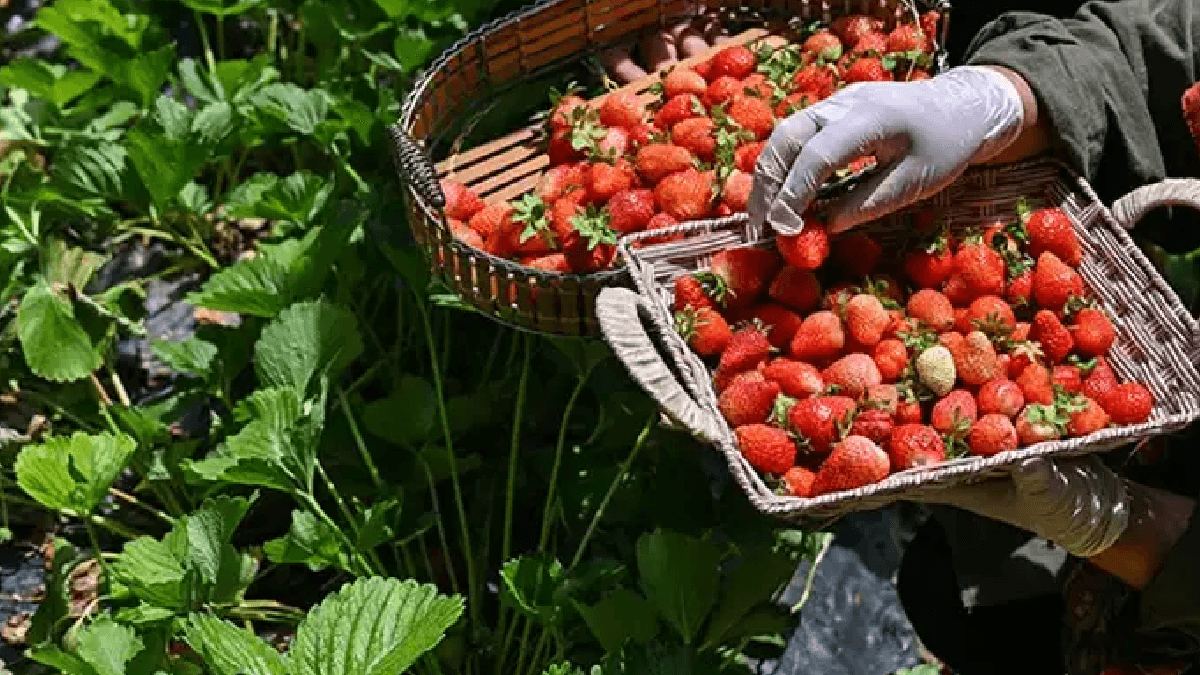 Vanlı Kadın Çilek Üretiminde Öncü: Yılda 2 Ton Üretiyor — görsel 3