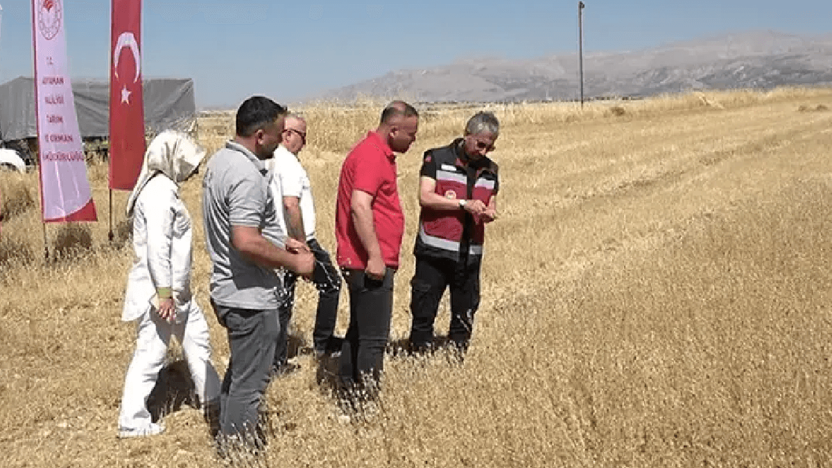 Adıyaman'da Çörek Otu Hasadı: Yeni Ek Gelir Kaynağı Yükseliyor