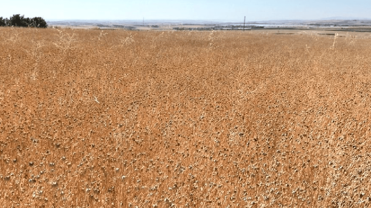 Adıyaman'da Çörek Otu Hasadı: Yeni Ek Gelir Kaynağı Yükseliyor — görsel 3