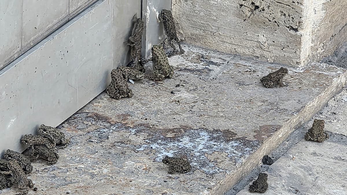 Sivas'ta Sağanak Sonrası Yüzlerce Yavru Kurbağa Ortaya Çıktı