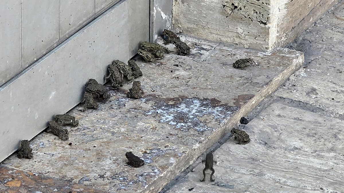 Sivas'ta Sağanak Sonrası Yüzlerce Yavru Kurbağa Ortaya Çıktı — görsel 2