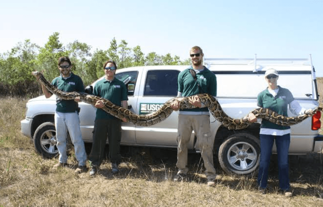 Florida'da Yılan İstilasıyla Mücadele İçin Ödüllü Yarışma Başladı