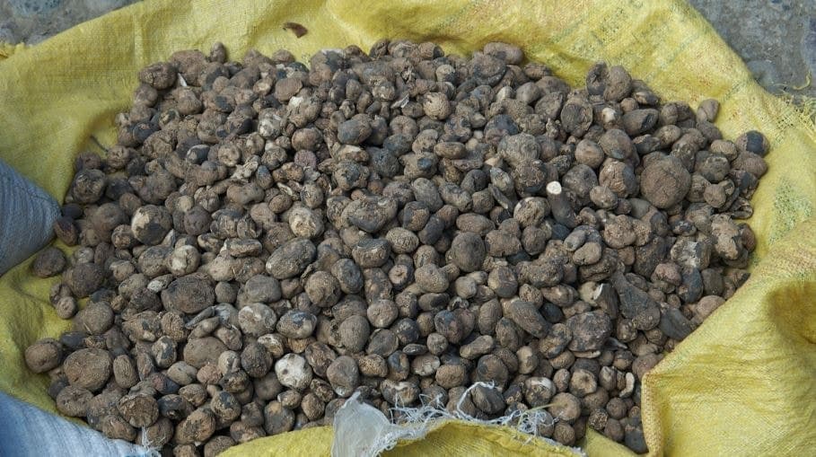 İnka Patatesleri: 500 Yıllık Saklama Yöntemi Keşfedildi
